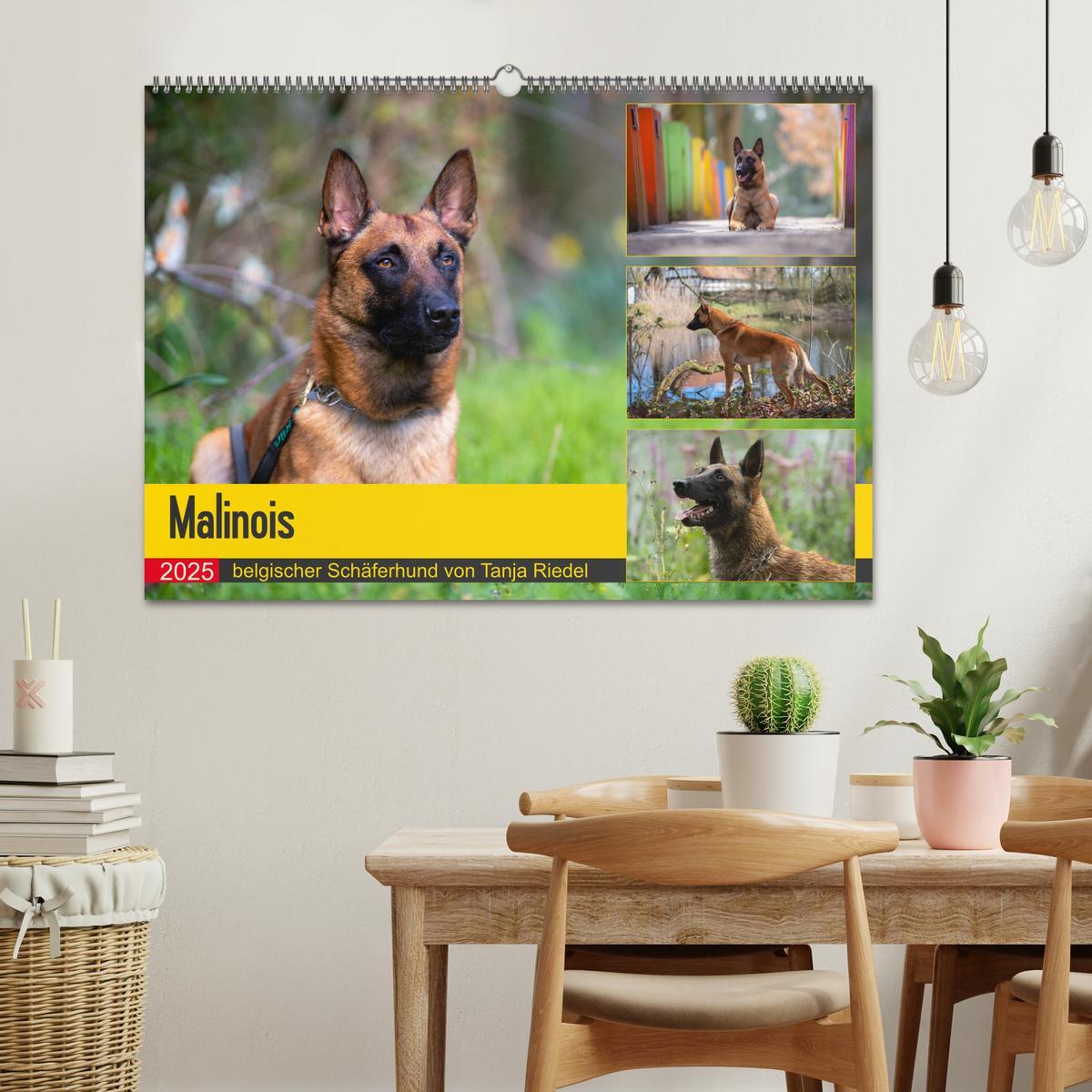 Bild: 9783435144808 | Malinois - belgischer Schäferhund (Wandkalender 2025 DIN A2 quer),...