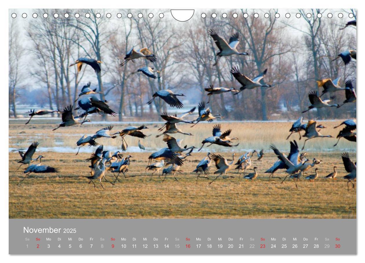 Bild: 9783435649655 | Kraniche in Vorpommern (Wandkalender 2025 DIN A4 quer), CALVENDO...