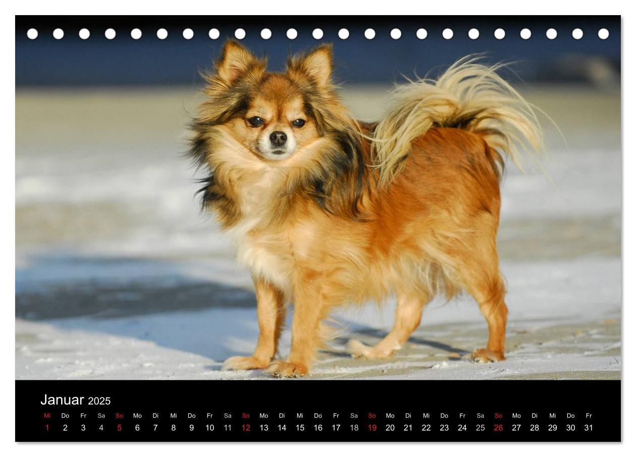 Bild: 9783435766000 | Chihuahua - Kleine Hunde ganz groß (Tischkalender 2025 DIN A5...