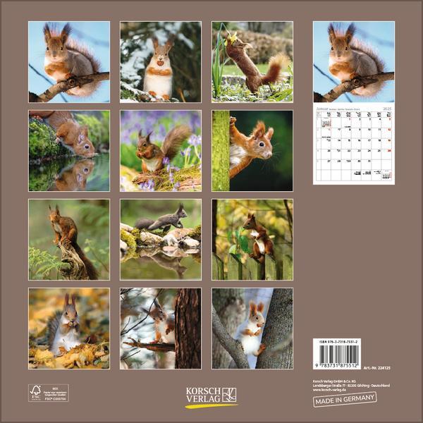 Bild: 9783731875512 | Eichhörnchen 2025 | Verlag Korsch | Kalender | 13 S. | Deutsch | 2025