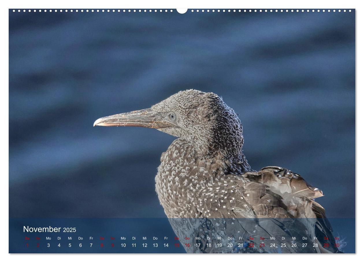 Bild: 9783435020027 | Vögel an Deutschlands Küsten (Wandkalender 2025 DIN A2 quer),...