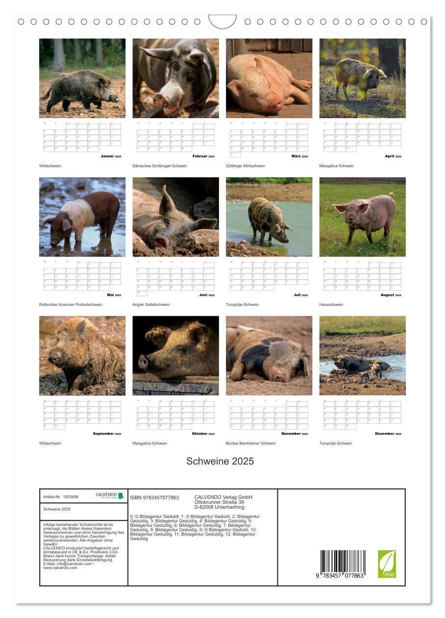 Bild: 9783457077863 | Schweine 2025 (Wandkalender 2025 DIN A3 hoch), CALVENDO Monatskalender