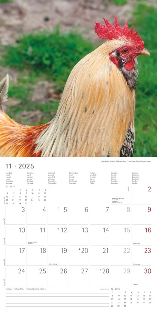 Bild: 4251732344306 | Alpha Edition - Hühner 2025 Broschürenkalender, 30x30cm, Kalender...