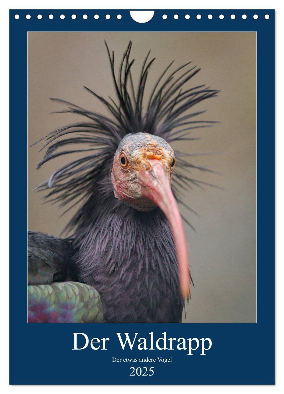 Cover: 9783435944200 | Der Waldrapp - Der etwas andere Vogel (Wandkalender 2025 DIN A4...