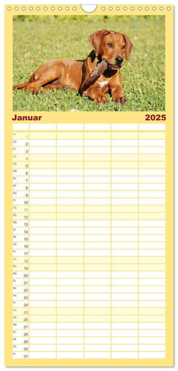 Bild: 9783457106792 | Familienplaner 2025 - Rhodesian Ridgeback Terminkalender mit 5...