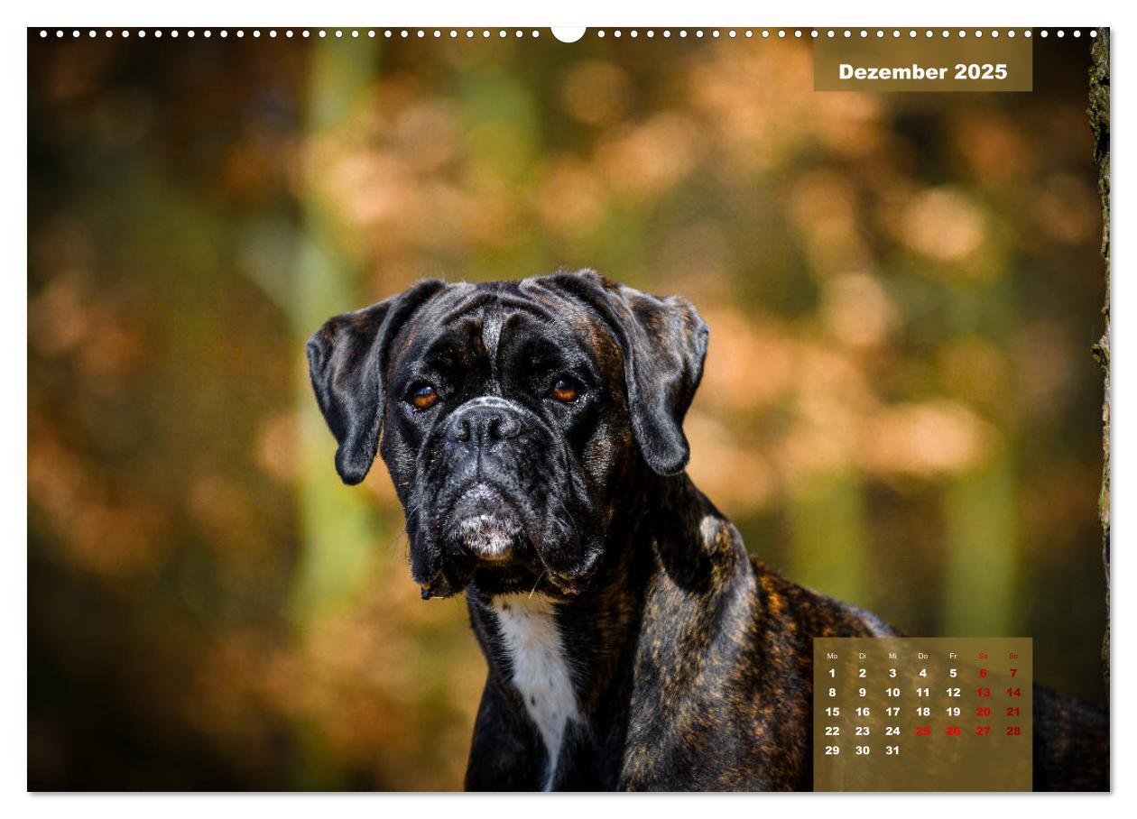 Bild: 9783435110452 | Boxer Frech und fröhlich durch das Jahr (Wandkalender 2025 DIN A2...