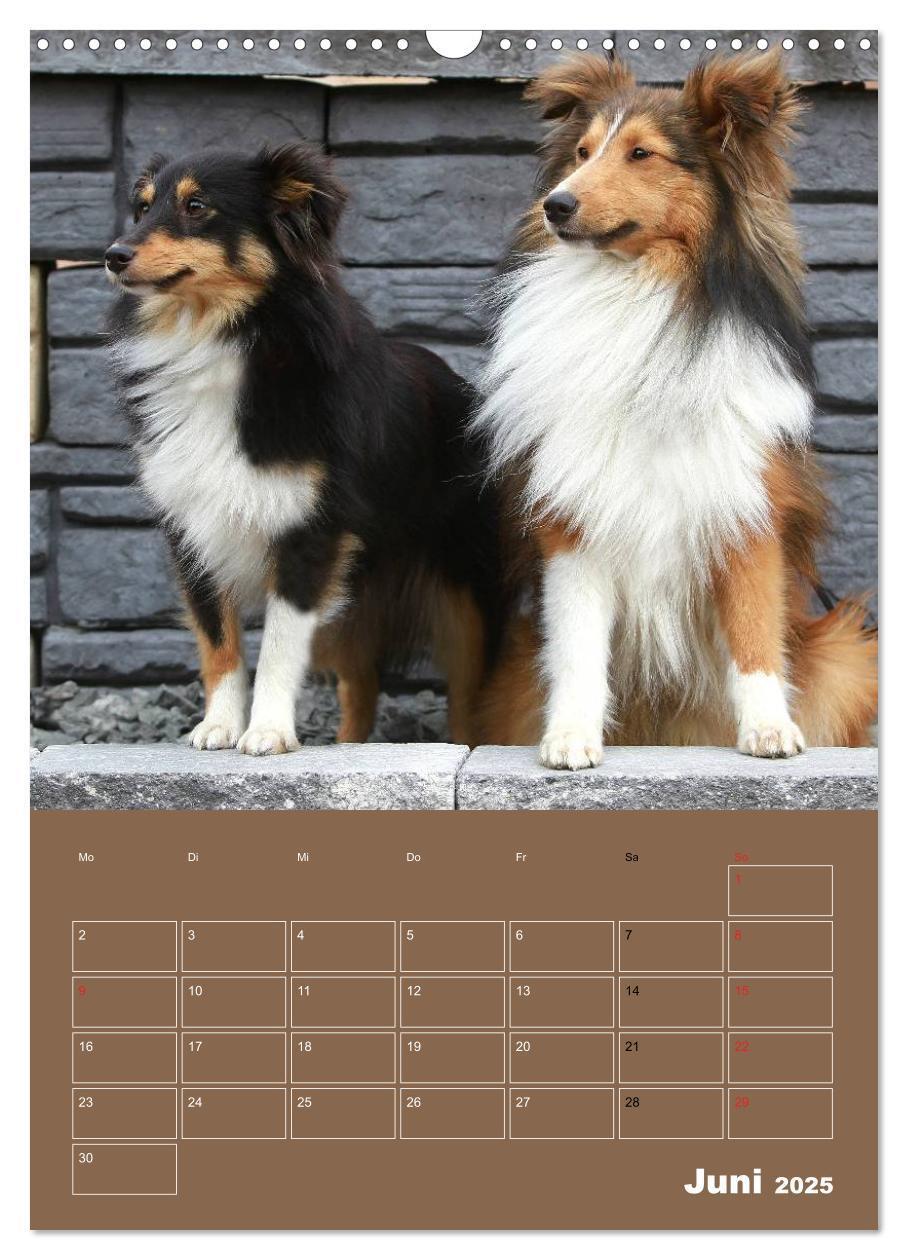 Bild: 9783457012932 | SHELTIES Herzensbrecher auf 4 Pfoten (Wandkalender 2025 DIN A3...