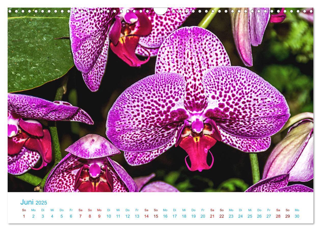 Bild: 9783435285501 | Die Königin der Blumenwelt, die Orchidee (Wandkalender 2025 DIN A3...