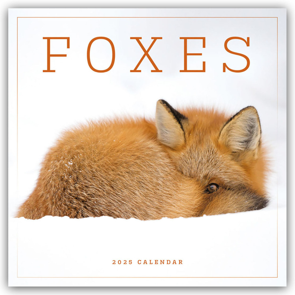 Cover: 9781529845327 | Foxes - Füchse 2025 - Wand-Kalender | Carousel Calendar | Kalender