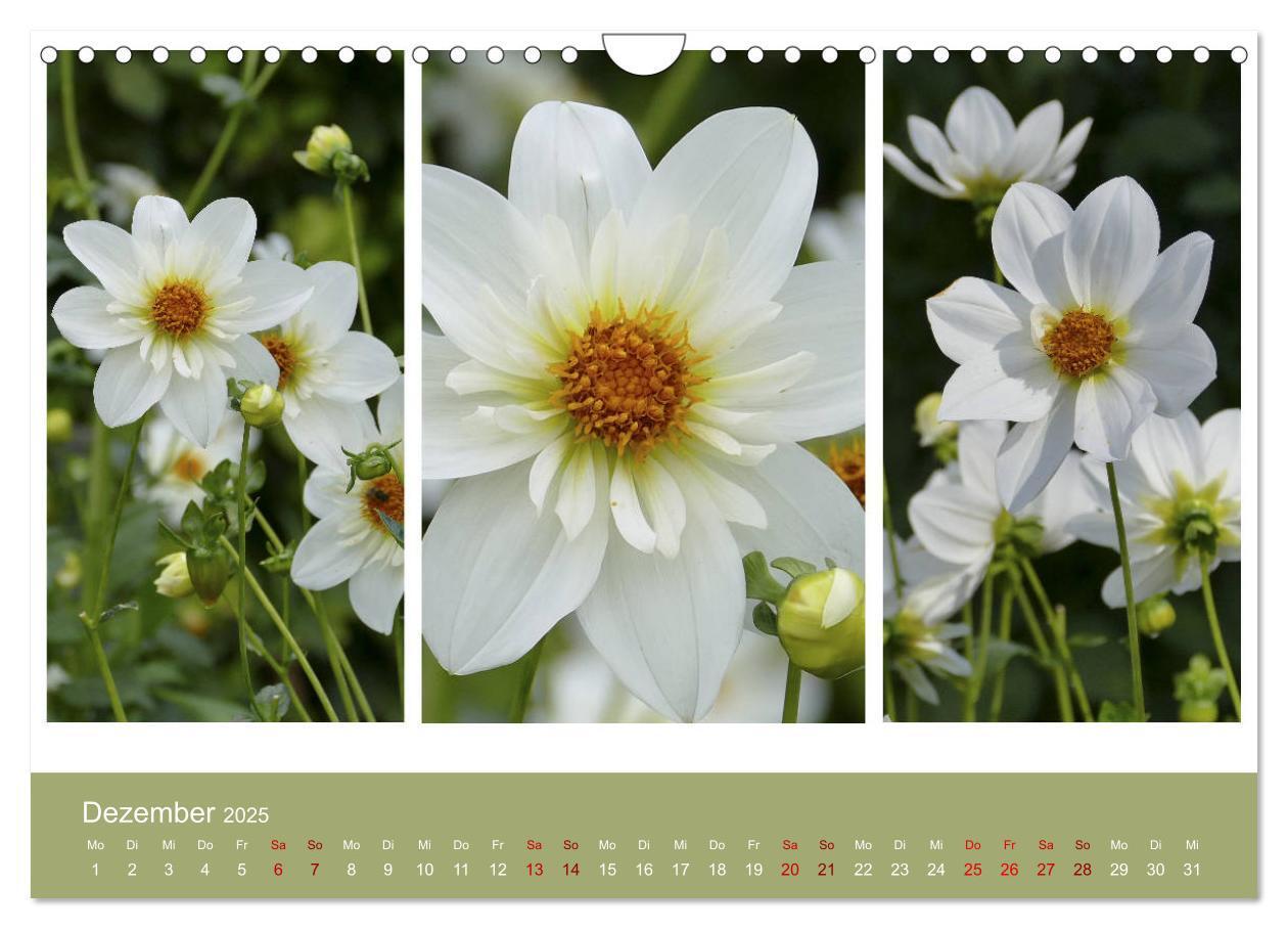 Bild: 9783435376674 | Dahlien-Triplets (Wandkalender 2025 DIN A4 quer), CALVENDO...