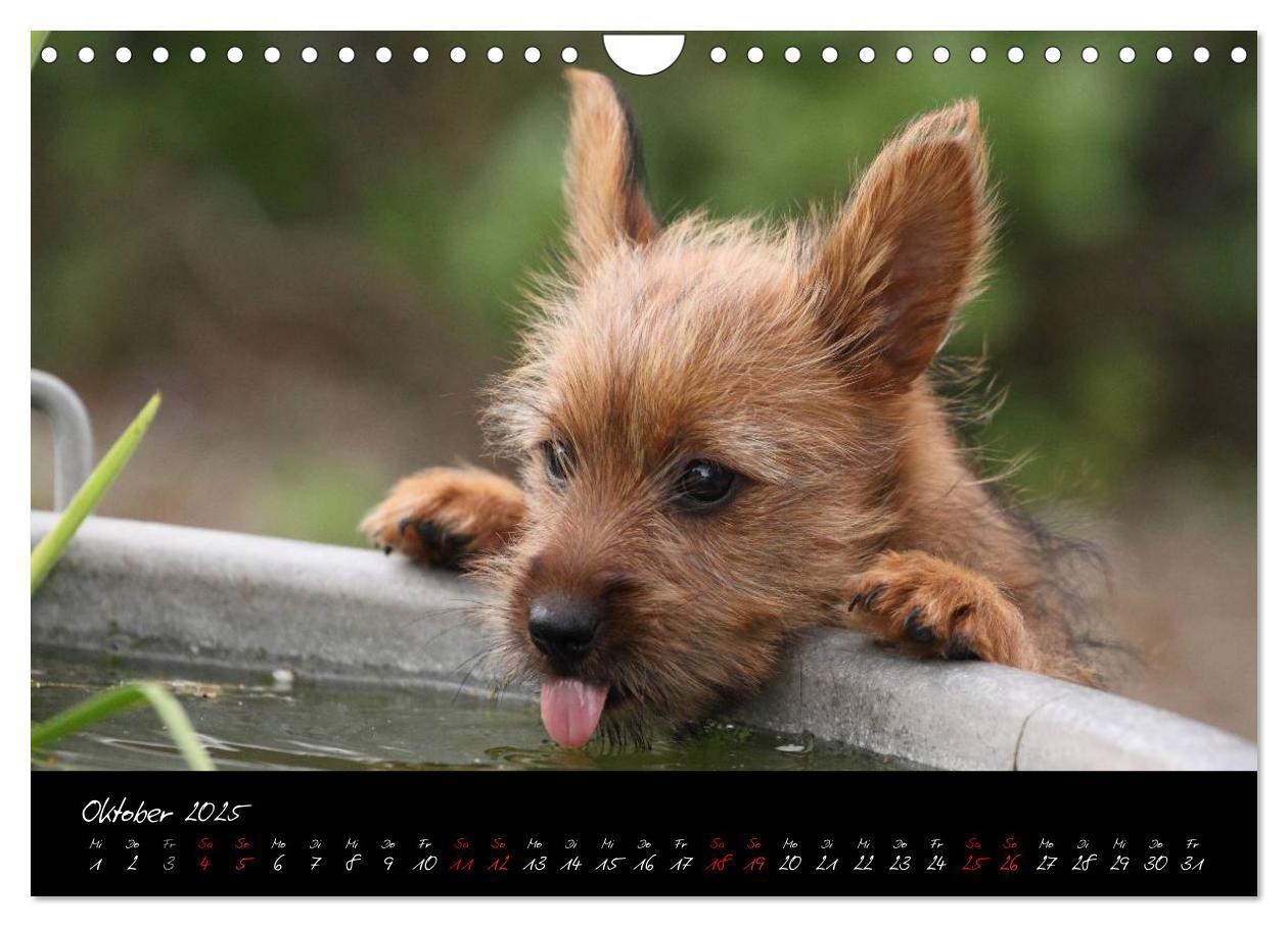 Bild: 9783435662555 | Australian Terrier Welpen (Wandkalender 2025 DIN A4 quer), CALVENDO...