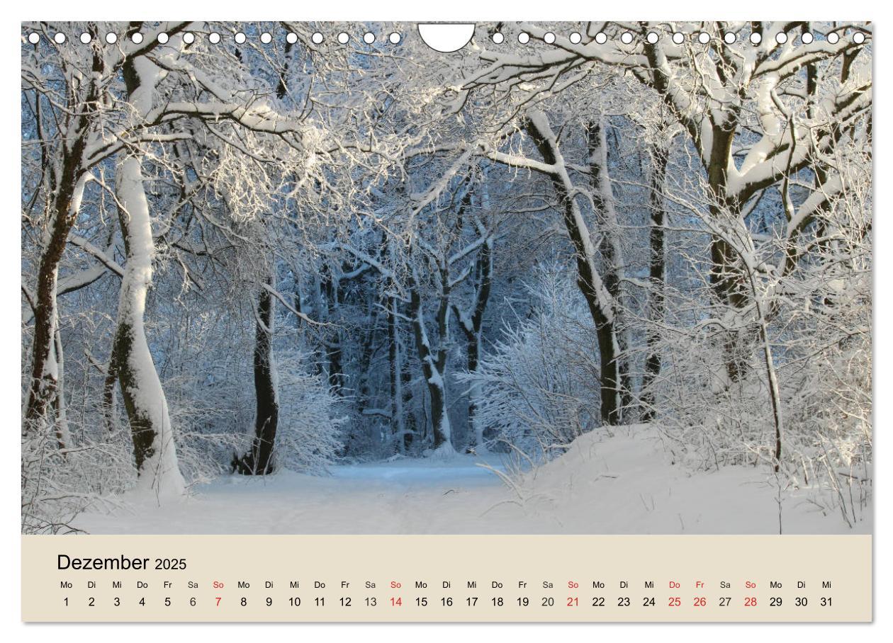 Bild: 9783435318612 | Der Wald. Durch zauberhafte Waldlandschaften (Wandkalender 2025 DIN...