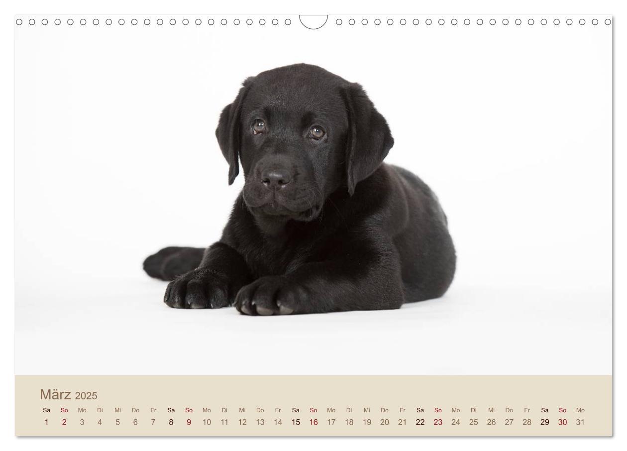 Bild: 9783435743223 | Labrador Retriever (Wandkalender 2025 DIN A3 quer), CALVENDO...