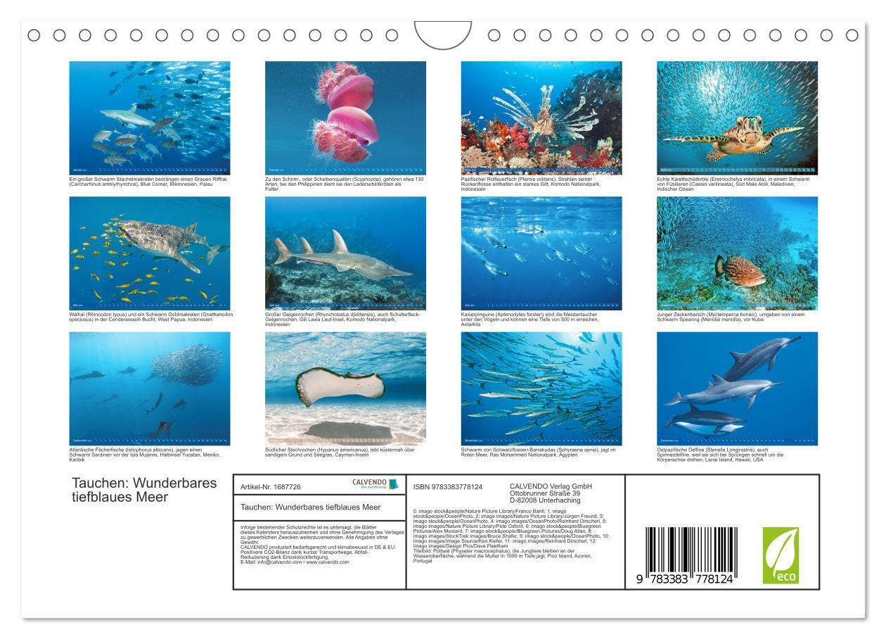 Bild: 9783383778124 | Tauchen: Wunderbares tiefblaues Meer (Wandkalender 2025 DIN A4...