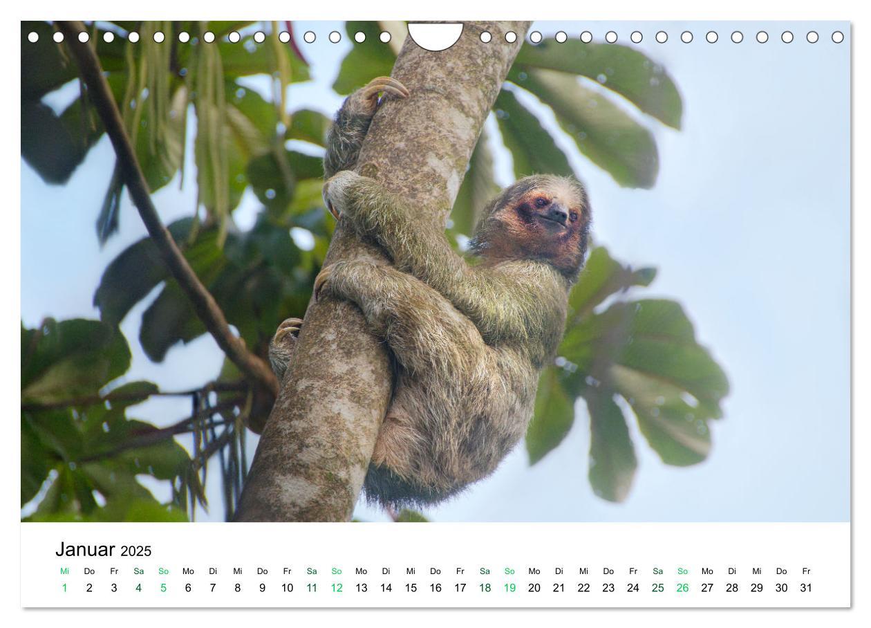 Bild: 9783383980756 | Costa Rica - Tropische Tierwelt (Wandkalender 2025 DIN A4 quer),...