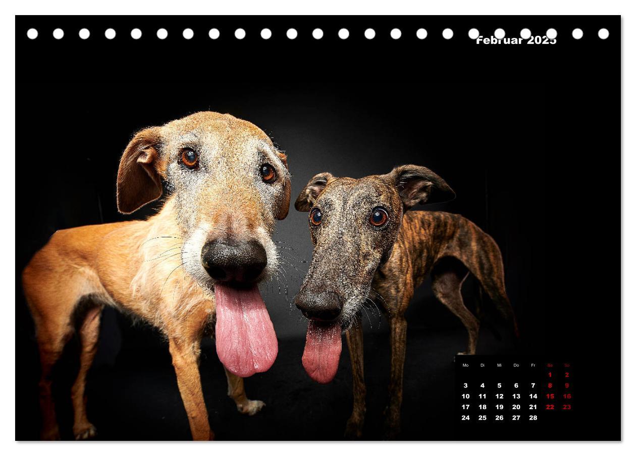 Bild: 9783435227716 | Die Stimme der Windhunde (Tischkalender 2025 DIN A5 quer), CALVENDO...