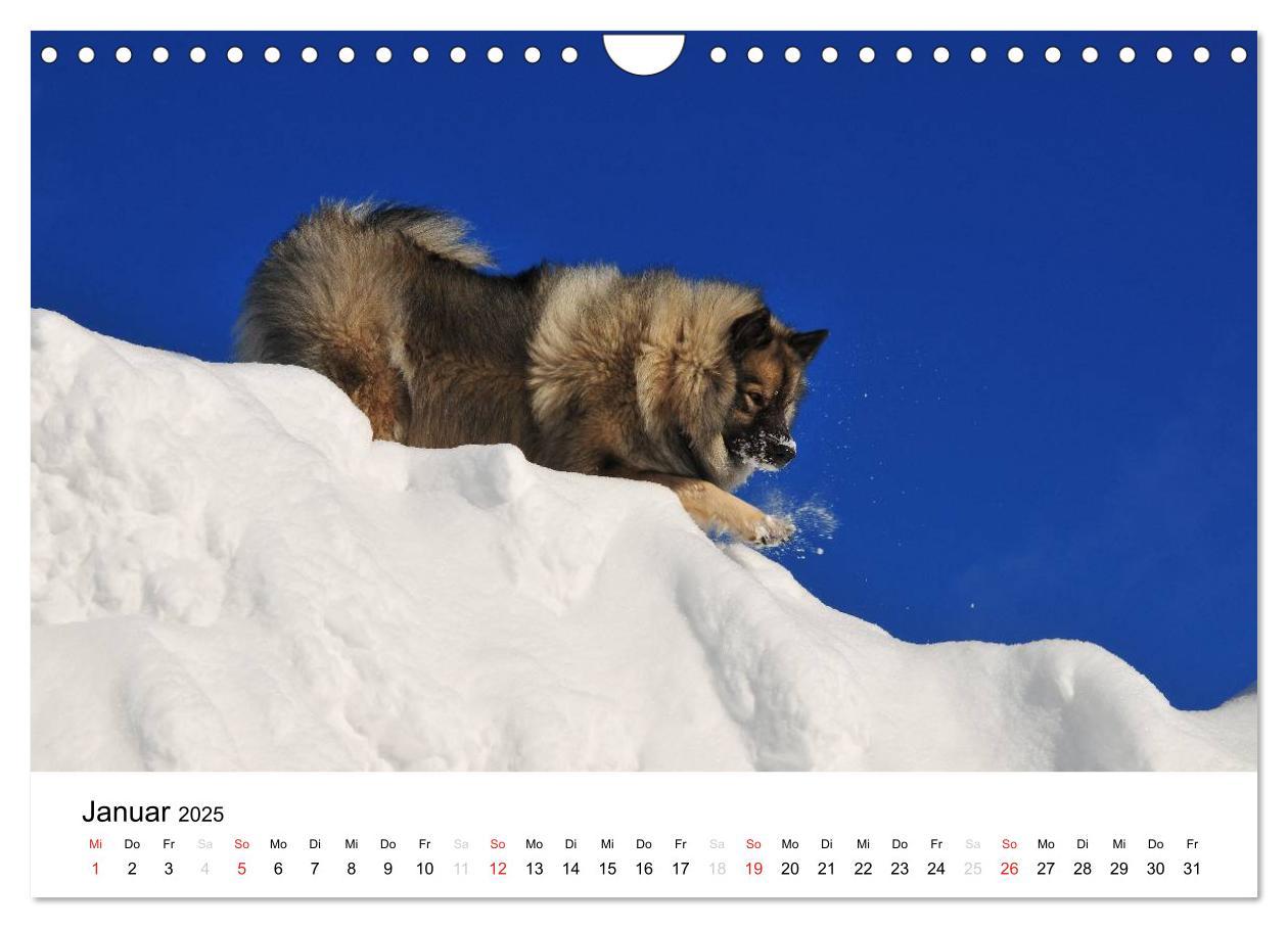 Bild: 9783435805457 | Der Wolfsspitz (Wandkalender 2025 DIN A4 quer), CALVENDO...