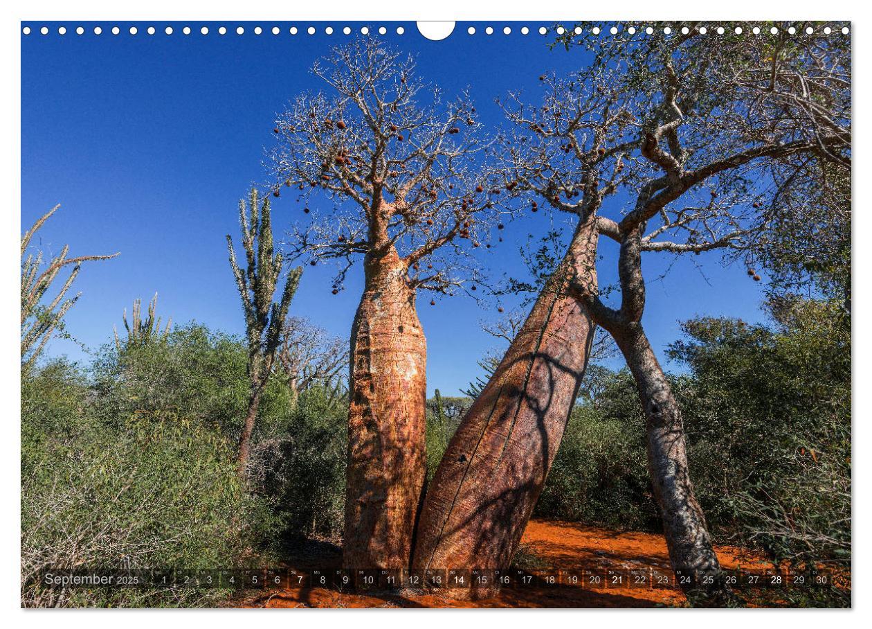 Bild: 9783435277889 | Zauberwald Ifaty · Traumhafte Baobabs in Madagaskar (Wandkalender...