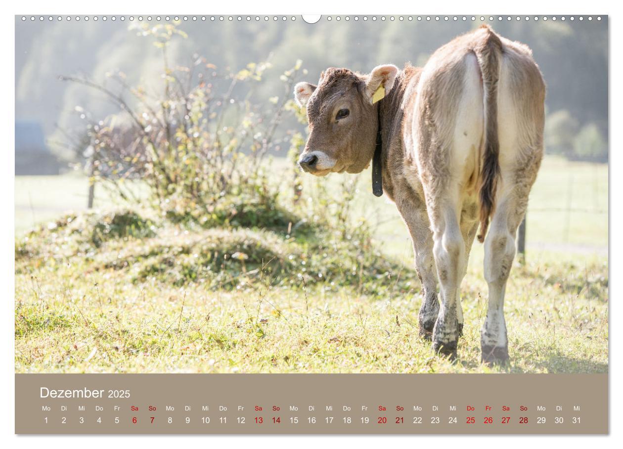 Bild: 9783383832048 | Allgäuer Rindvieh 2025 (hochwertiger Premium Wandkalender 2025 DIN...