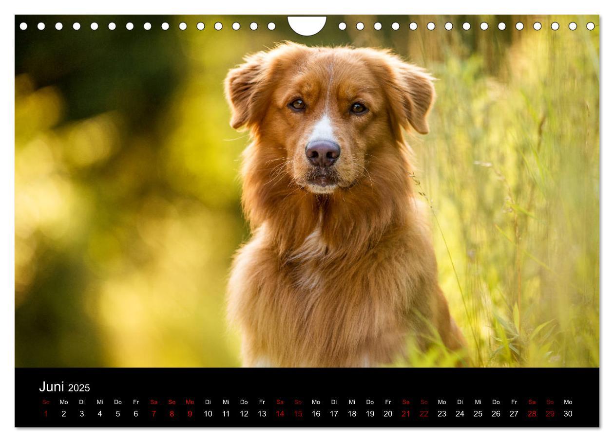 Bild: 9783435392919 | Toller - Nova Scotia Duck Tolling Retriever (Wandkalender 2025 DIN...