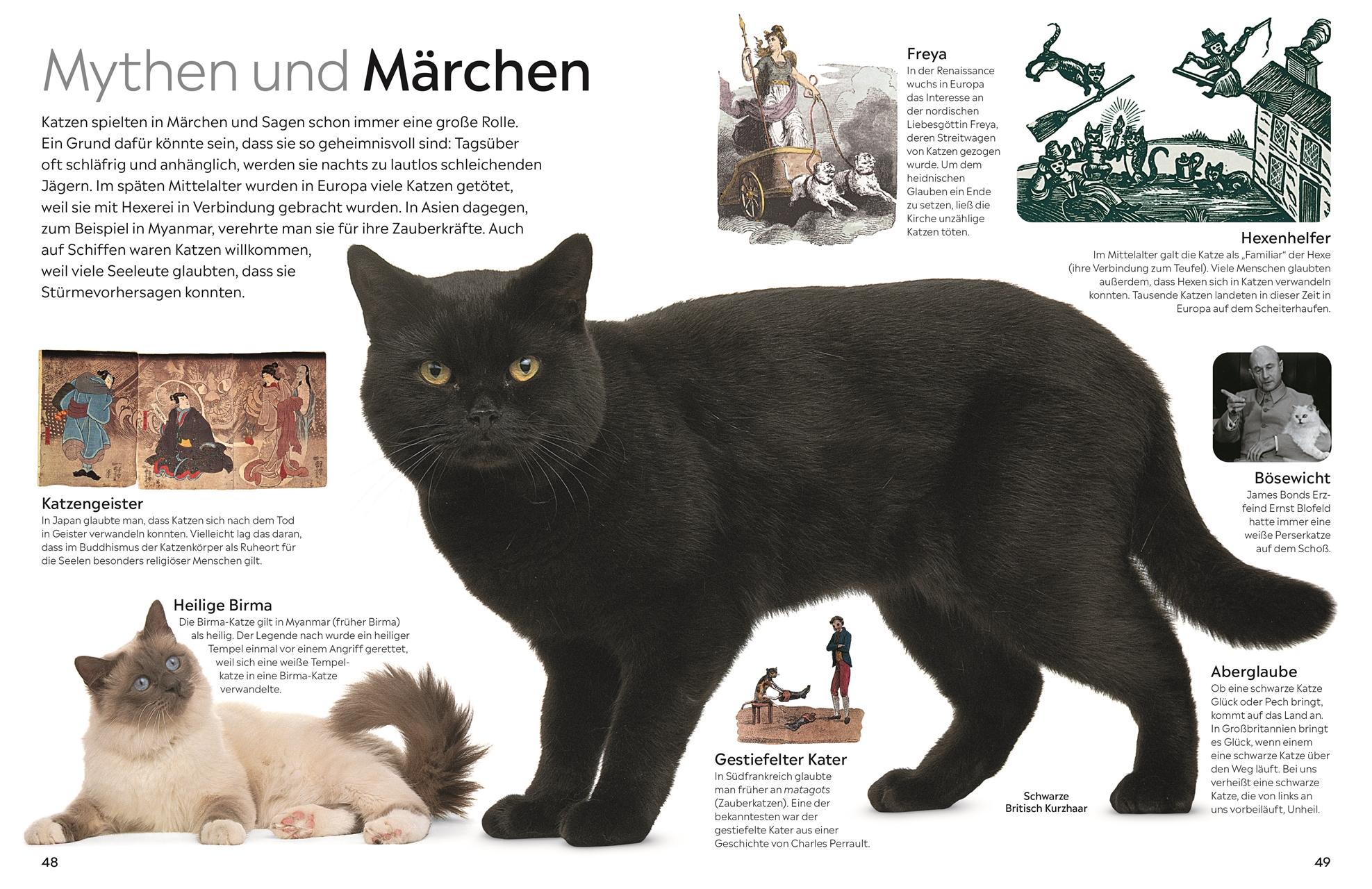 Bild: 9783831049356 | memo Wissen. Katzen | Juliet Clutton-Brock | Buch | 72 S. | Deutsch