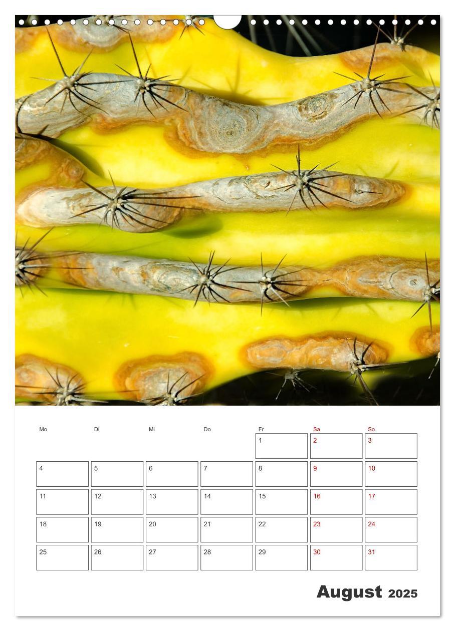 Bild: 9783435890194 | Dornige Schönheiten - Kakteen und Sukkulenten (Wandkalender 2025...