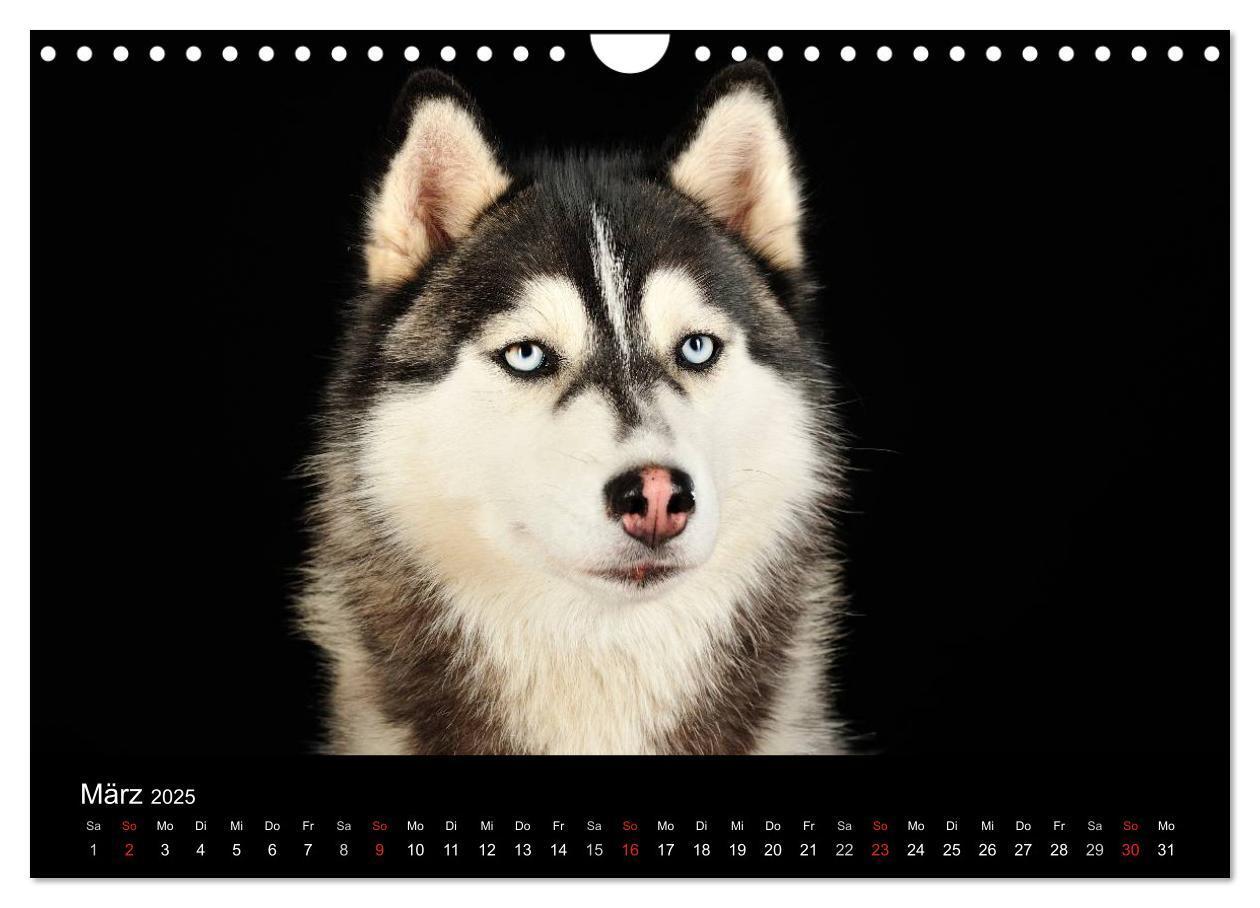 Bild: 9783435742691 | Dogs (Wandkalender 2025 DIN A4 quer), CALVENDO Monatskalender | Noack