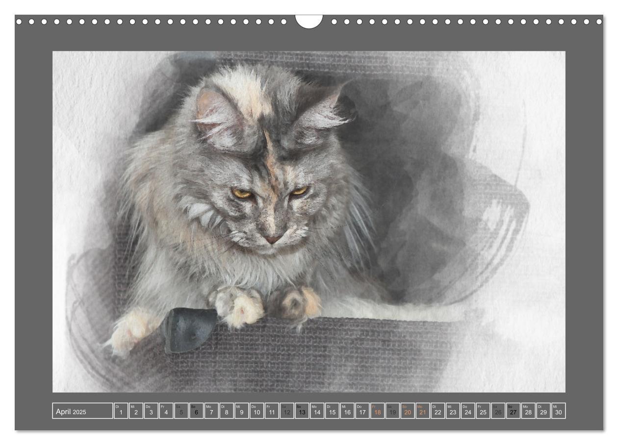 Bild: 9783435024186 | Maine Coon Aquarelle (Wandkalender 2025 DIN A3 quer), CALVENDO...