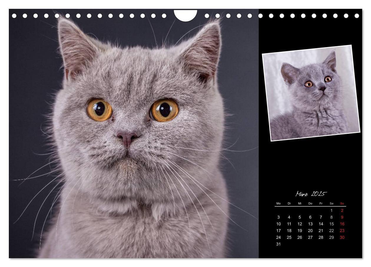 Bild: 9783435773404 | Britisch Kurzhaar Katzen (Wandkalender 2025 DIN A4 quer), CALVENDO...