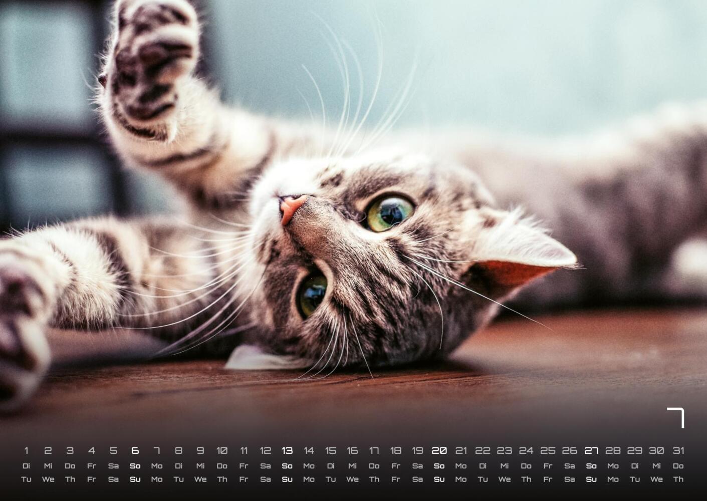 Bild: 9783986733858 | Miau - Unsere Stubentiger - Der Katzenkalender - 2025 - Kalender...