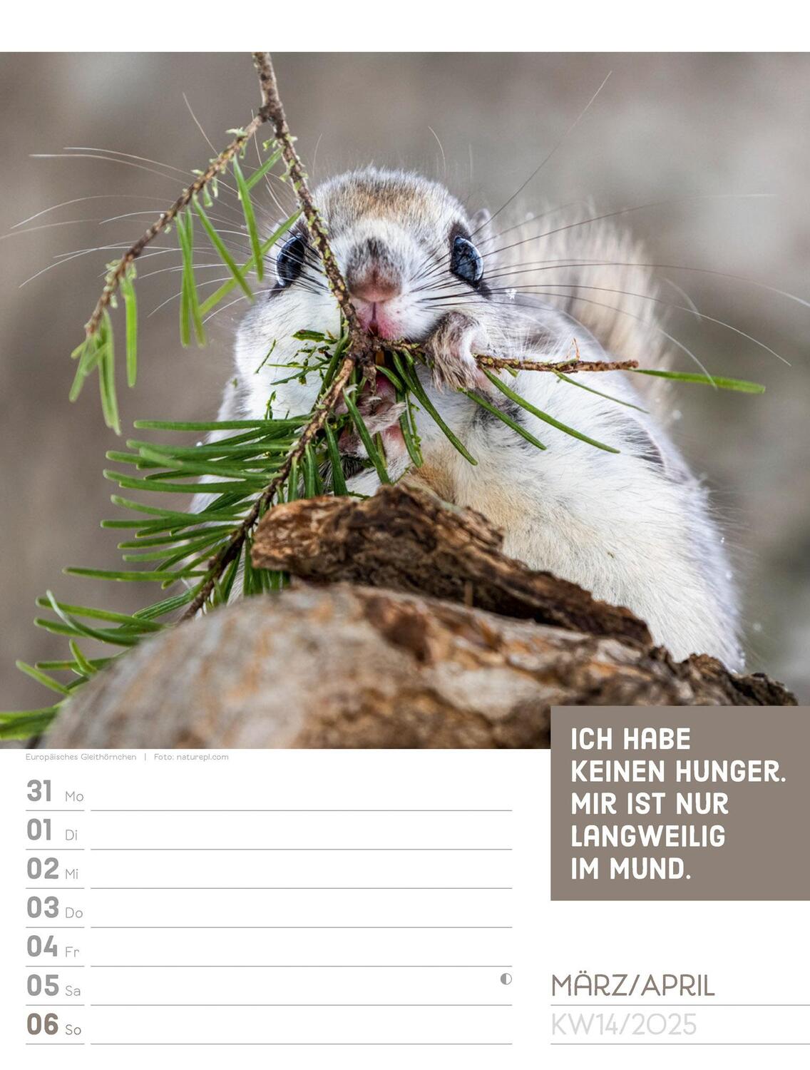 Bild: 9783838425962 | Tierisch! Sprüchekalender - Wochenplaner Kalender 2025 | Kunstverlag