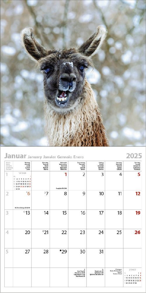 Bild: 9783731875581 | Alpakas und Lamas 2025 | Korsch Verlag | Kalender | Englisch Broschur