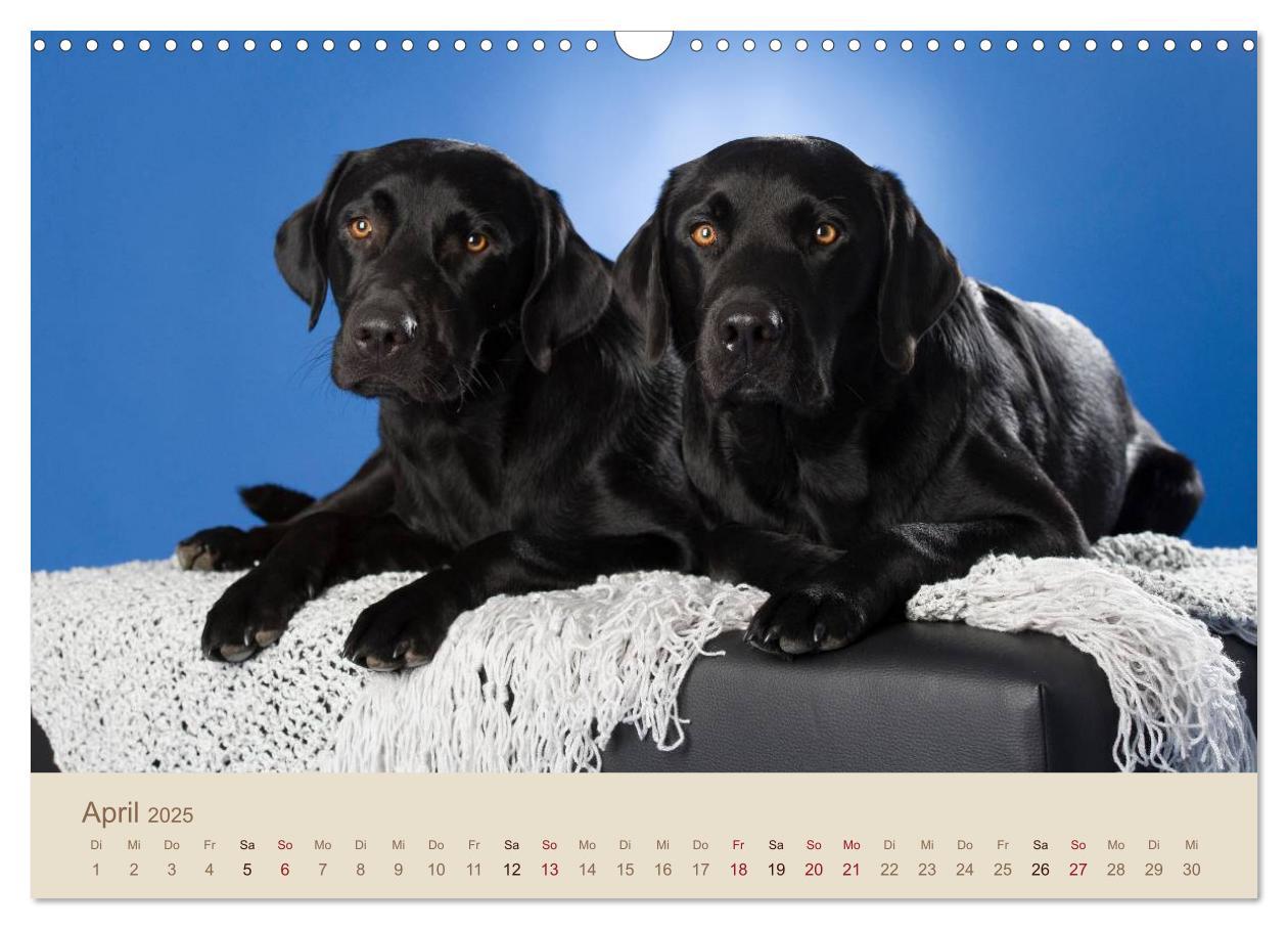 Bild: 9783435743223 | Labrador Retriever (Wandkalender 2025 DIN A3 quer), CALVENDO...