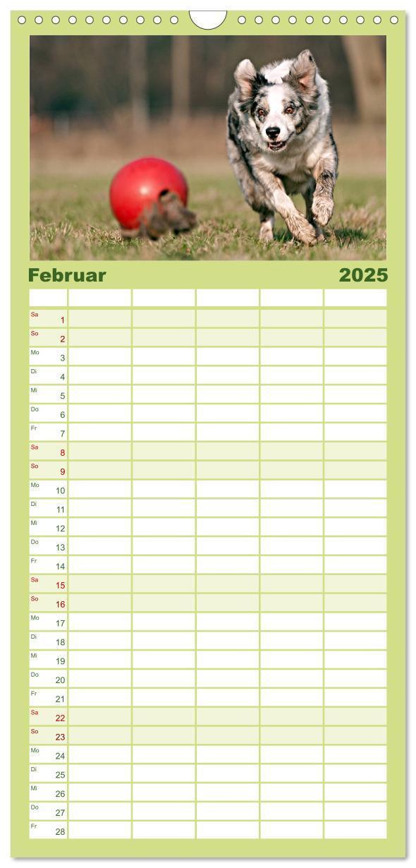 Bild: 9783457110454 | Familienplaner 2025 - Border Collies mit 5 Spalten (Wandkalender,...