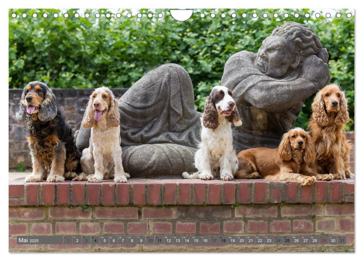 Bild: 9783435447930 | English Cocker Spaniels - Ein Spaziergang im Park (Wandkalender...