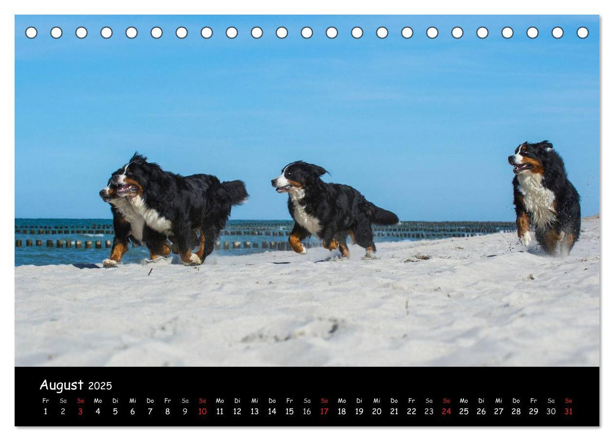 Bild: 9783435769643 | Berner Sennenhund 2025 (Tischkalender 2025 DIN A5 quer), CALVENDO...