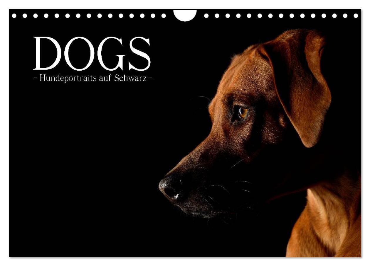 Cover: 9783435742691 | Dogs (Wandkalender 2025 DIN A4 quer), CALVENDO Monatskalender | Noack