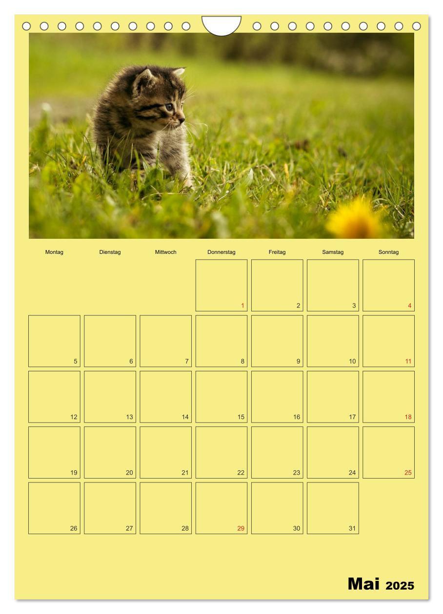 Bild: 9783457060391 | Mit Katzen durchs Jahr / Planer (Wandkalender 2025 DIN A4 hoch),...