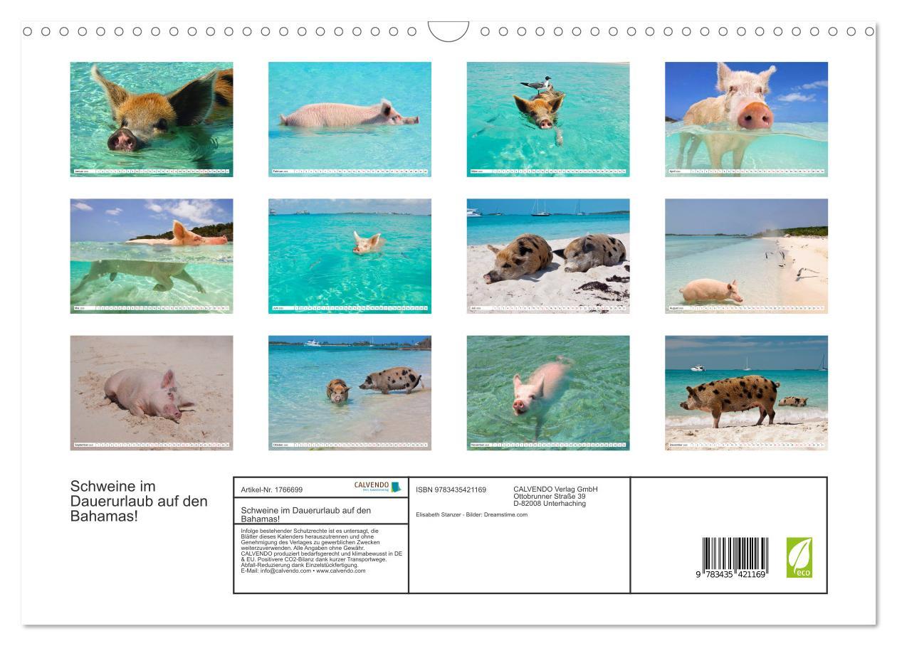 Bild: 9783435421169 | Schweine im Dauerurlaub auf den Bahamas! (Wandkalender 2025 DIN A3...