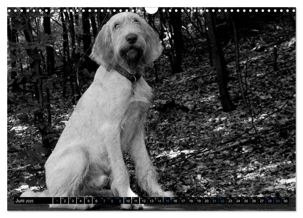 Bild: 9783435629510 | Carissimo Spinone Italiano (Wandkalender 2025 DIN A3 quer),...