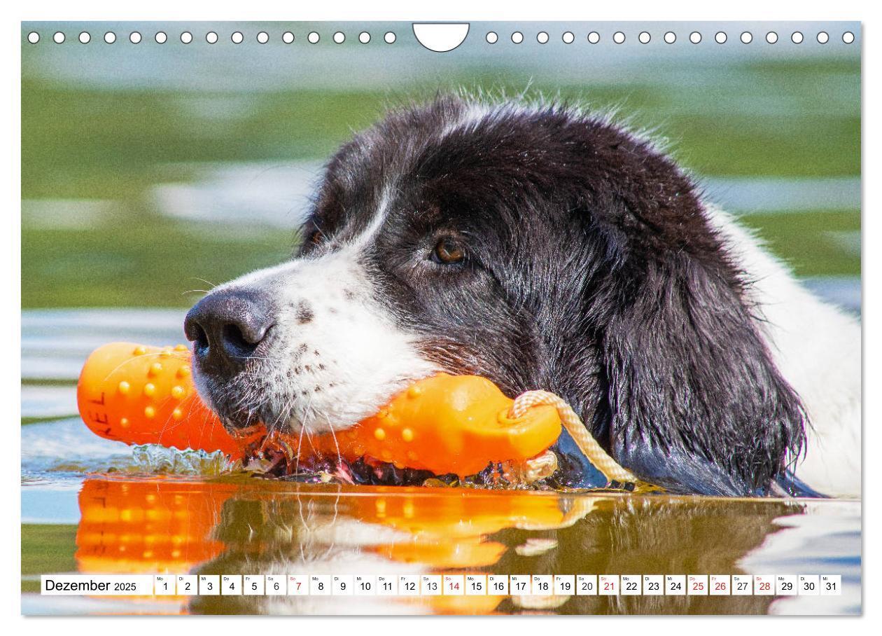 Bild: 9783435306251 | Landseer - Ein starker Freund auf 4 Pfoten (Wandkalender 2025 DIN...