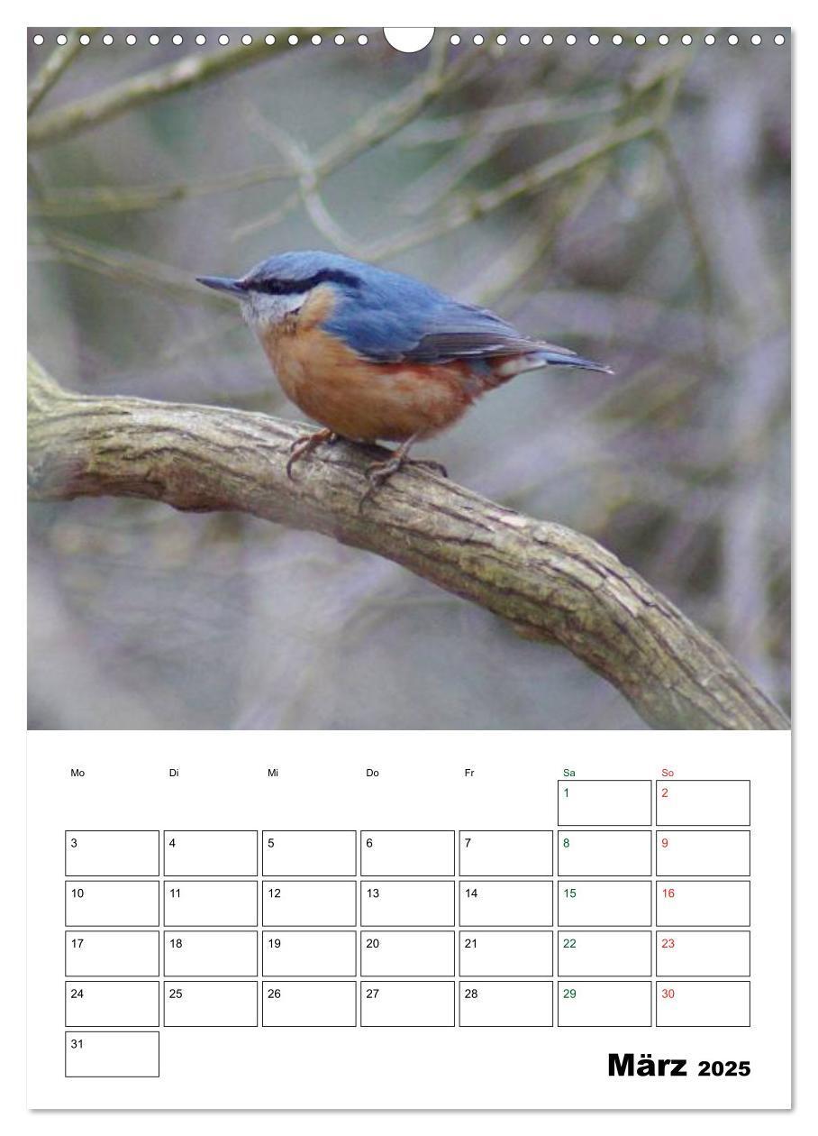 Bild: 9783457079669 | Heimische Singvögel (Wandkalender 2025 DIN A3 hoch), CALVENDO...