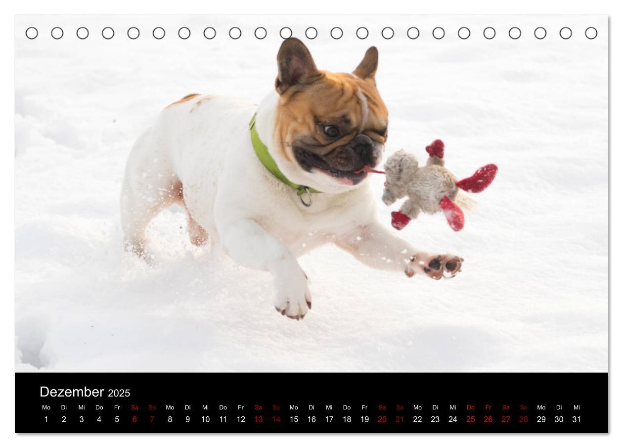 Bild: 9783435370573 | Französische Bulldoggen - Schutzengel auf 4 Pfoten (Tischkalender...