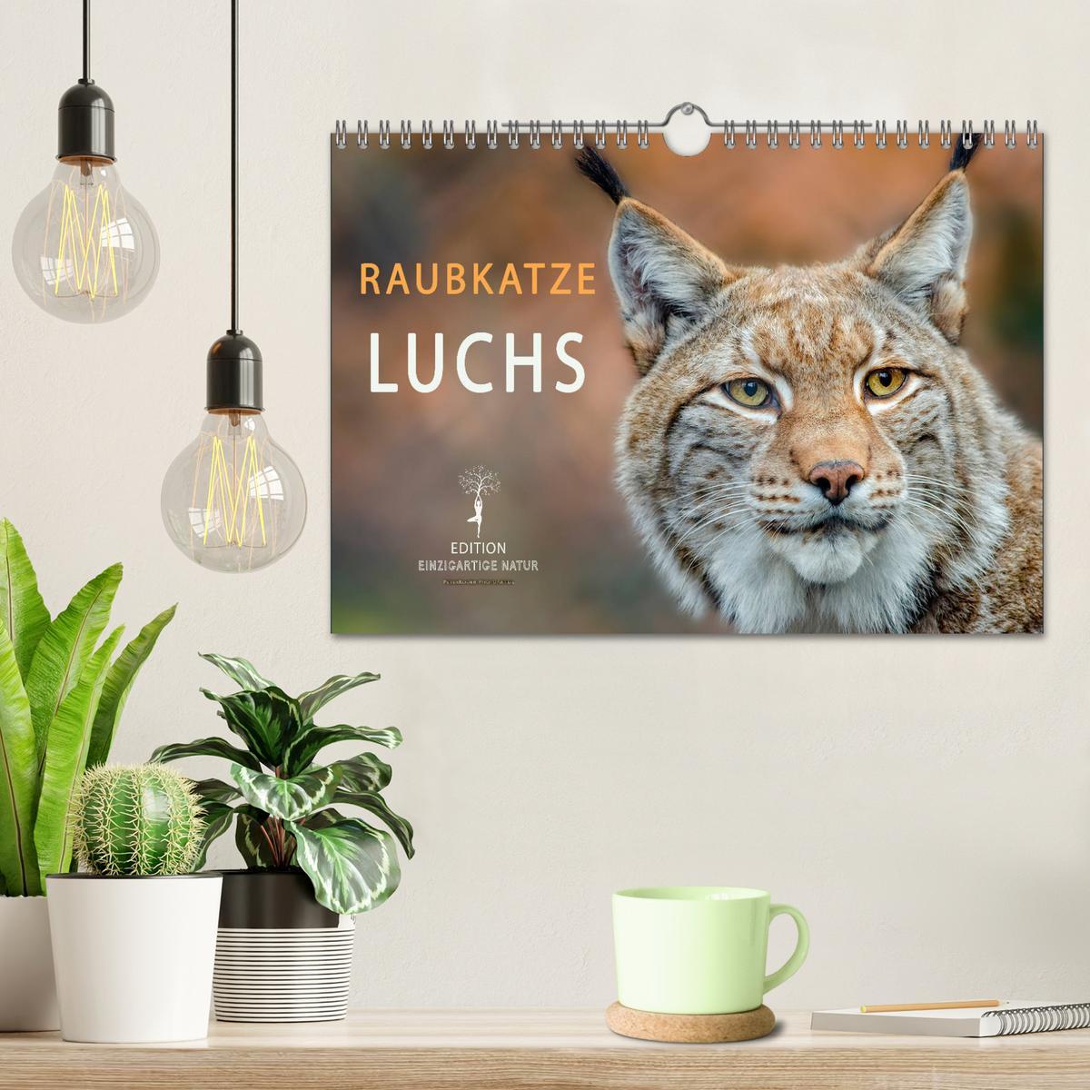 Bild: 9783435118601 | Raubkatze Luchs (Wandkalender 2025 DIN A4 quer), CALVENDO...