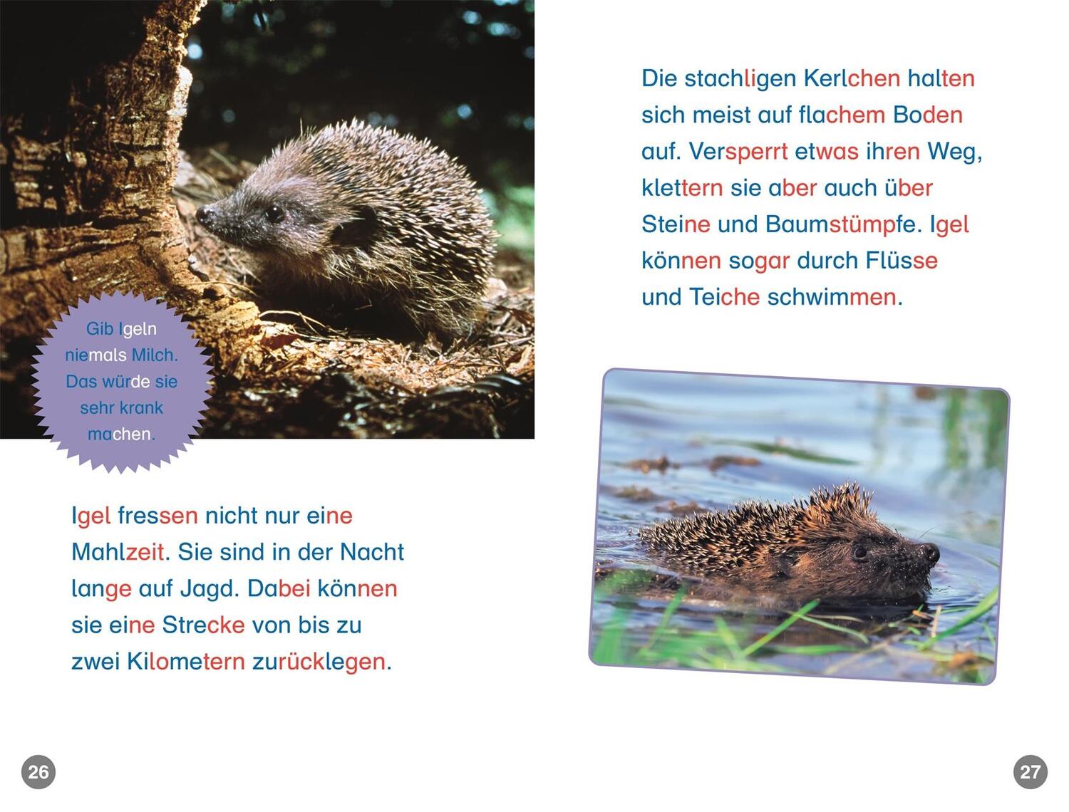 Bild: 9783831044801 | SUPERLESER! Hallo, Igel! | Laura Buller | Buch | SUPERLESER! | 48 S.