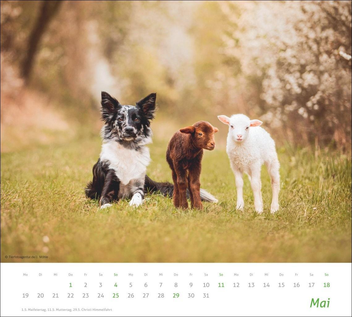 Bild: 9783756406906 | Echte Freunde Bildkalender 2025 | Heye | Kalender | Spiralbindung