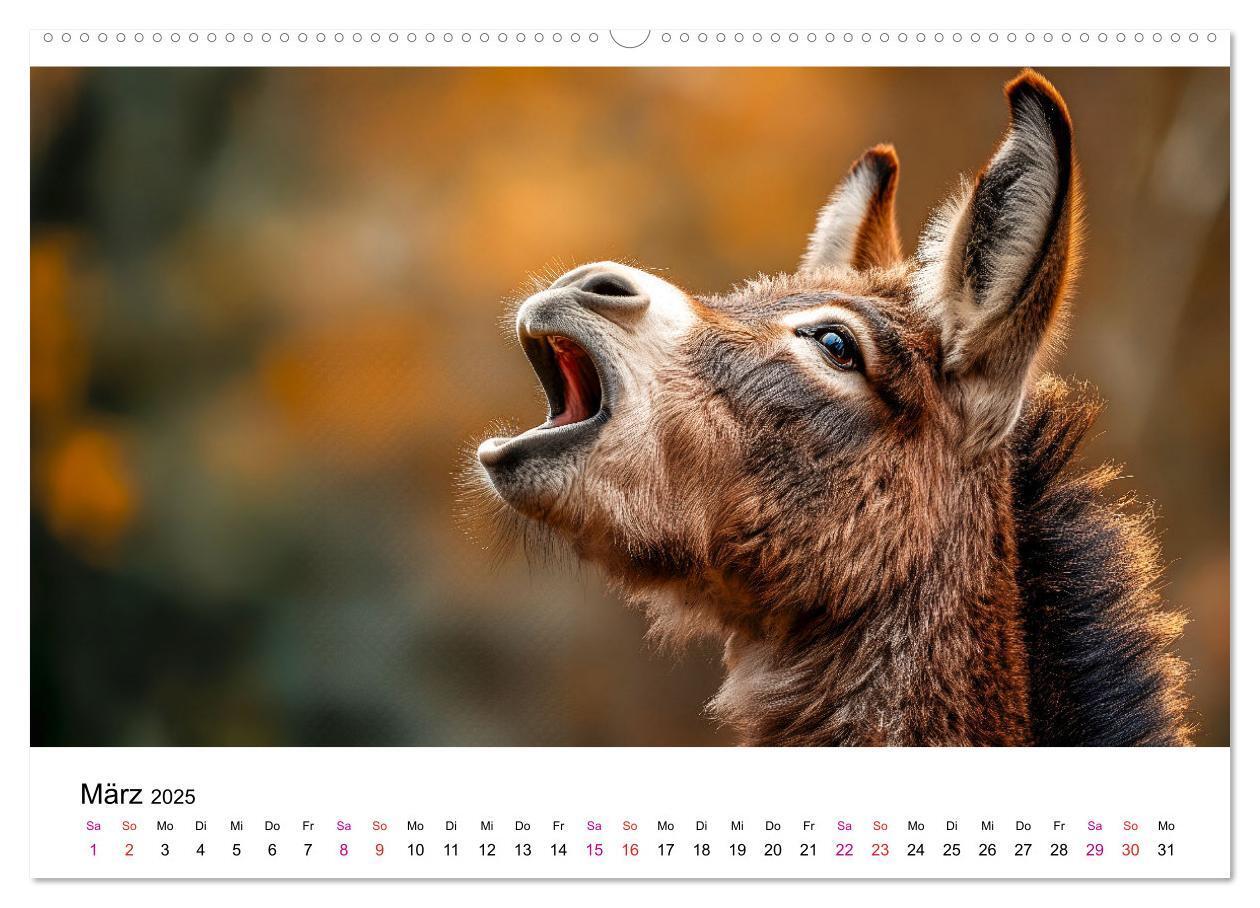 Bild: 9783457215272 | Esel - neugierige Typen (Wandkalender 2025 DIN A2 quer), CALVENDO...