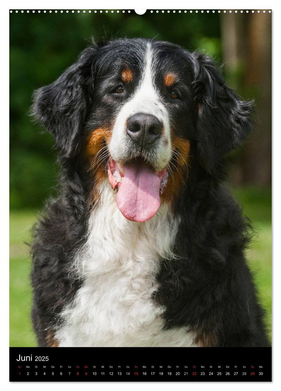 Bild: 9783457068830 | Berner Sennenhund 2025 (Wandkalender 2025 DIN A2 hoch), CALVENDO...