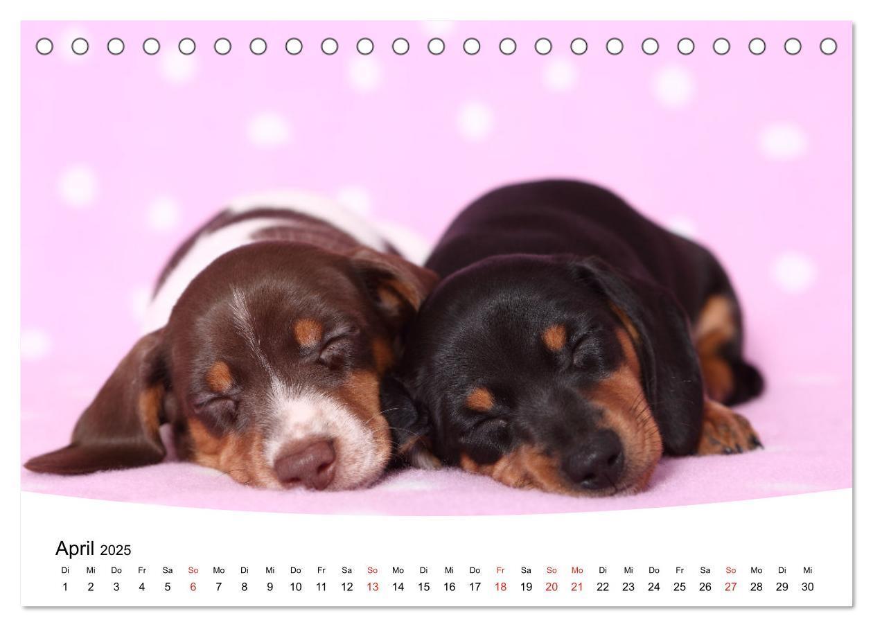 Bild: 9783435159857 | Süße Träume 2025 - schlafende Hundewelpen (Tischkalender 2025 DIN...