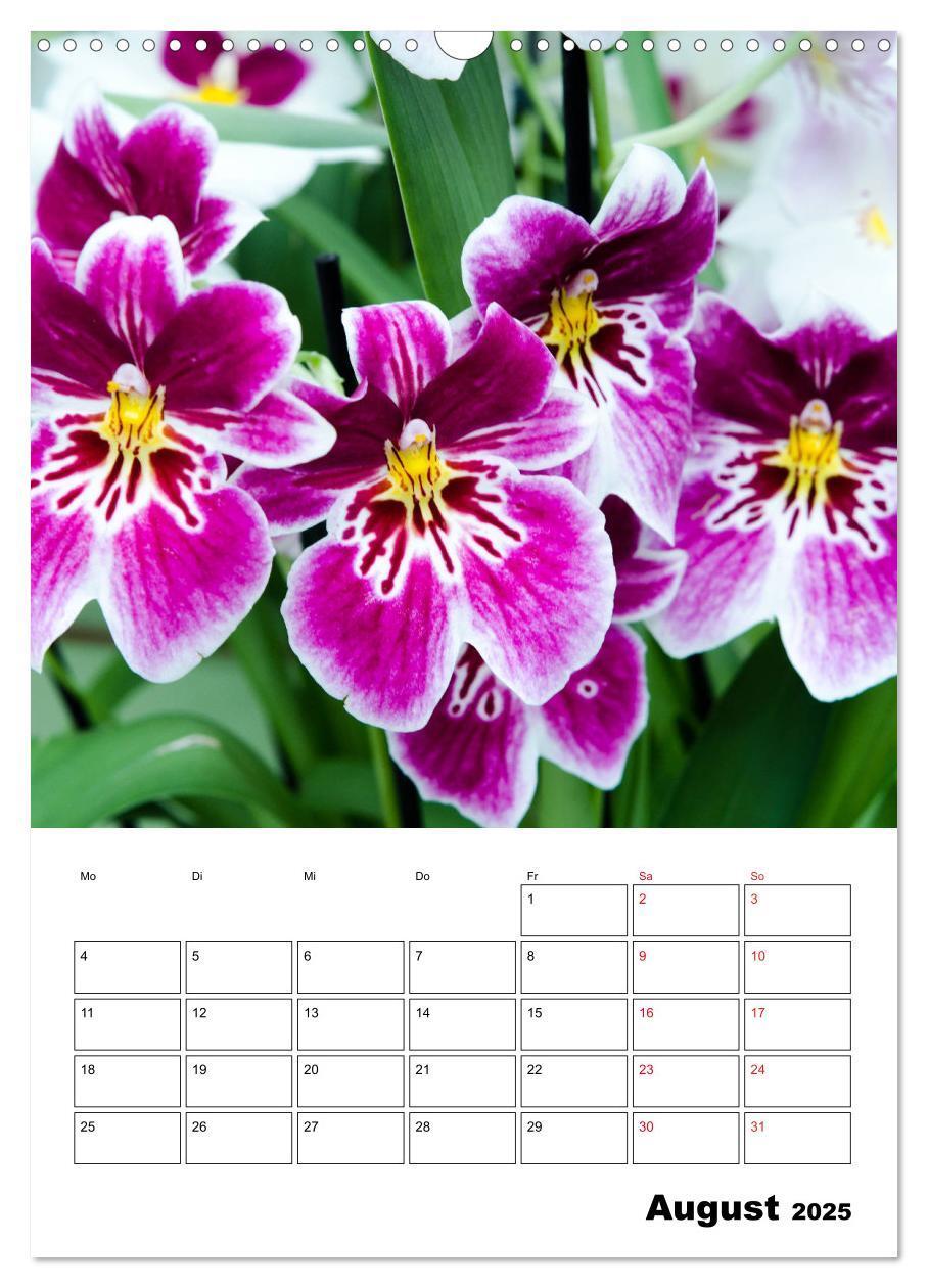 Bild: 9783435977499 | Orchideen - Tropische Schönheiten (Wandkalender 2025 DIN A3 hoch),...